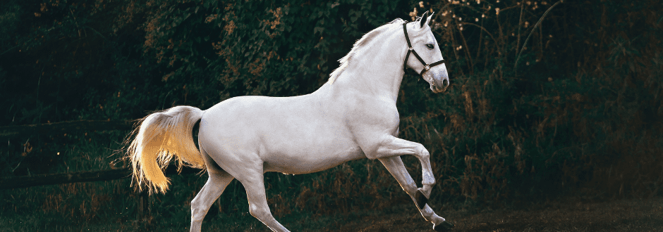 Top 5 Gifts for Horse Lovers