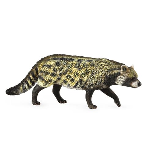 African Civet