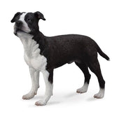 American Staffordshire Terrier