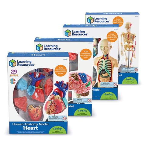 Anatomy Model Bundle