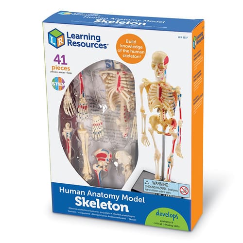 Anatomy Model - Skeleton