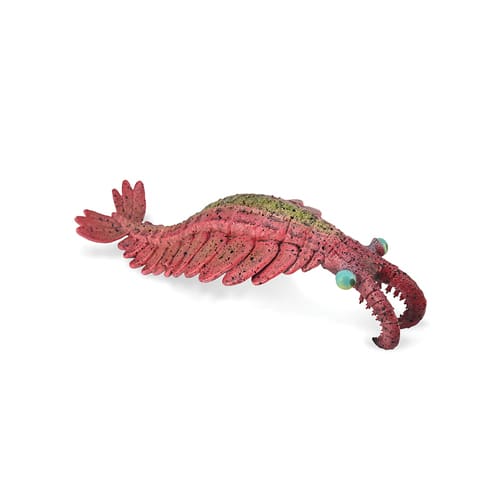 Anomalocaris
