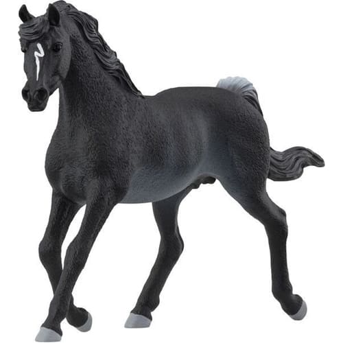Arab Stallion