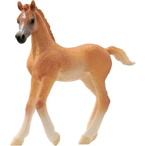 Arab foal