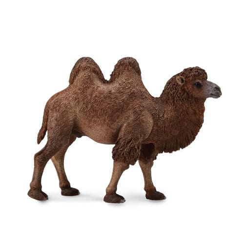Bactrian Camel