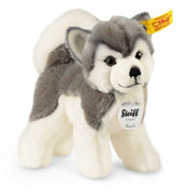 Bernie husky