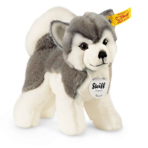 Bernie husky