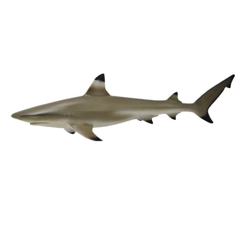 Blacktip Reef Shark