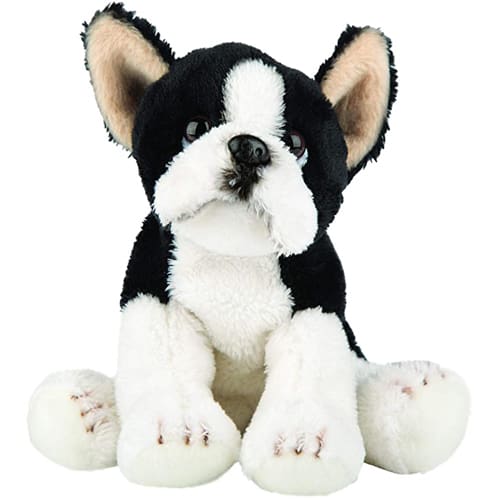 Boston Terrier Small Sitting
