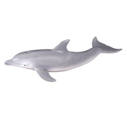 Bottlenose Dolphin