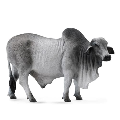 Brahman Bull