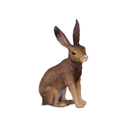 Brown Hare