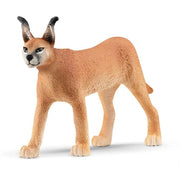 Caracal Female