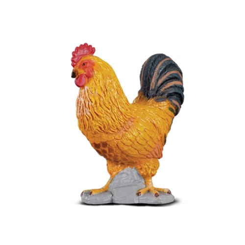 Cockerel