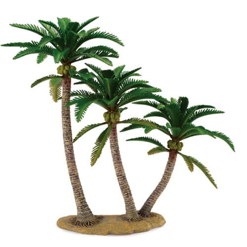 Coconut Palm