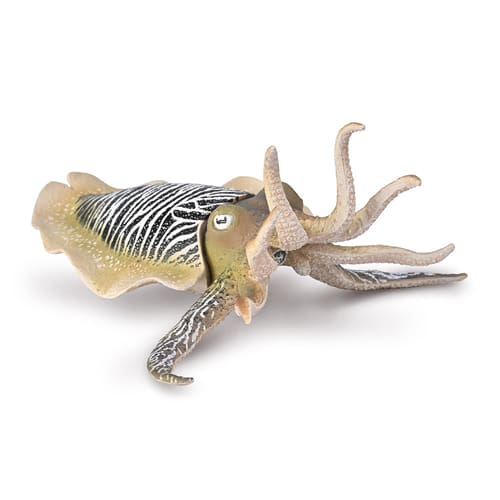 Common Cuttlefish