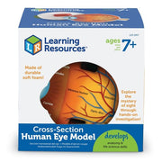 Cross-Section Eye Model
