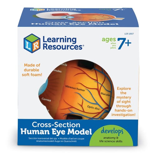 Cross-Section Eye Model
