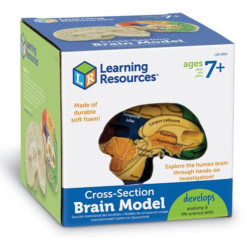 Cross-Section Human Brain Model