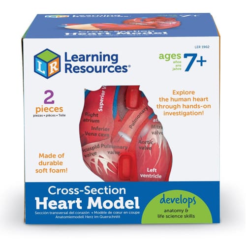 Cross-Section Human Heart Model