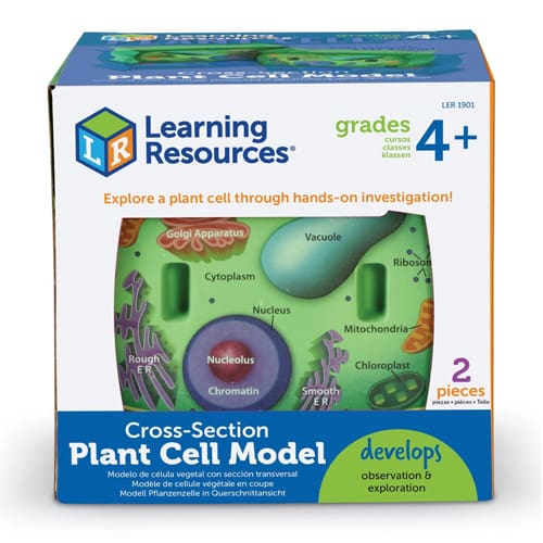 Cross-Section Plant Cell Model
