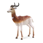 Dama Gazelle