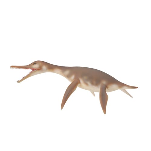 Dolichorhynchops