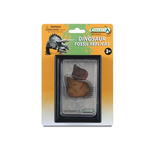 Dorsal Plate Of Stegosaurus Box Set