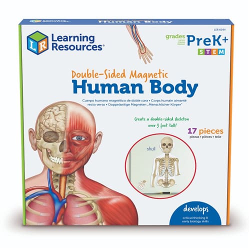 Double-Sided Magnetic Human Body