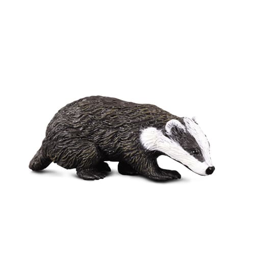 Eurasian Badger