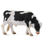 Friesian Bull