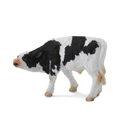 Friesian Calf - Suckling