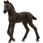 Friesian Foal