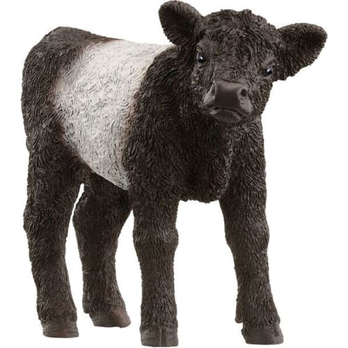 Galloway Calf