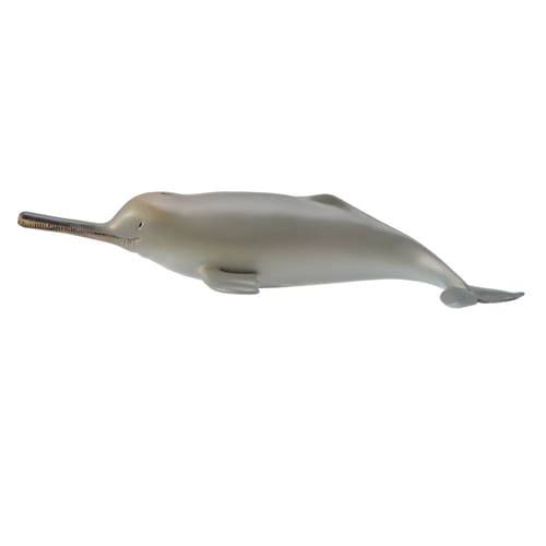 Ganges River Dolphin