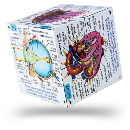 Human Body Cube Book