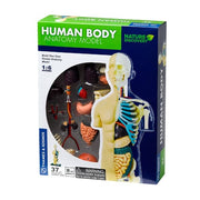 Human Body