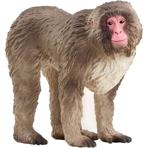 Japanese Macaque