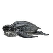 Leatherback Sea Turtle