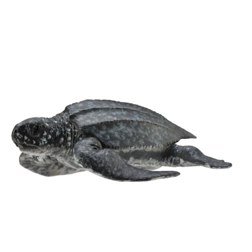 Leatherback Sea Turtle