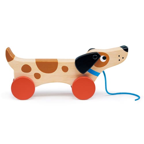 Mentari: Puppy On Wheels
