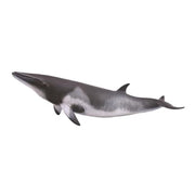 Minke Whale