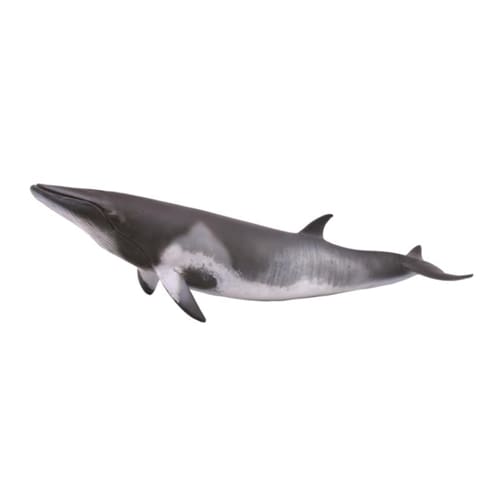 Minke Whale
