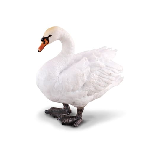 Mute Swan