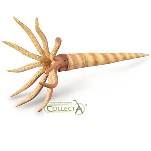 Orthoceras