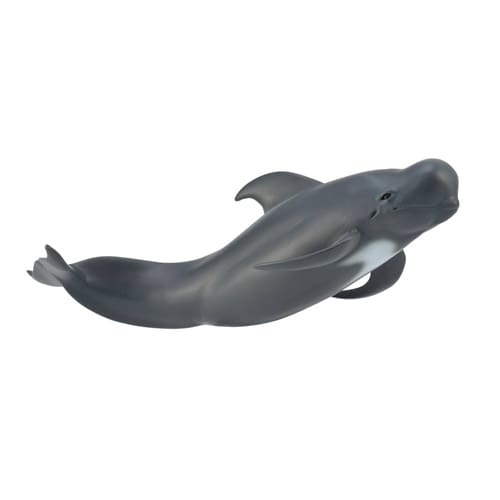 Pilot Whale