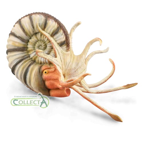 Pleuroceras Ammonite