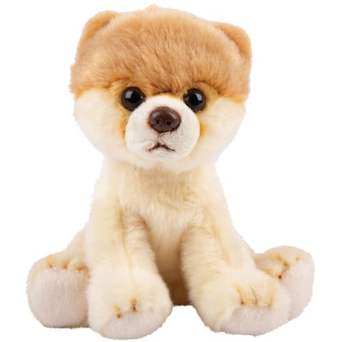 Pomeranian Small - Sitting