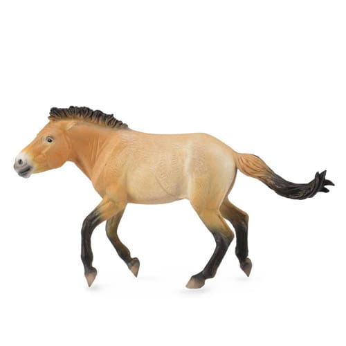 Przewalski Stallion