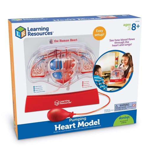 Pumping Heart Model